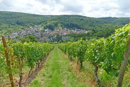 Blick auf die Weinberge in Oberlauda